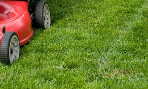 Lawn Mowing Highbury